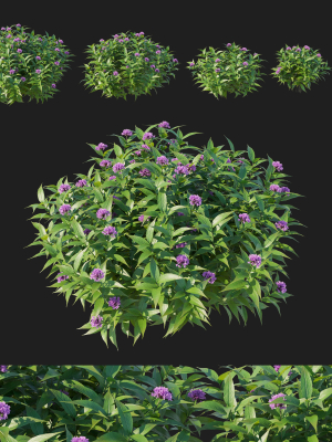 pentas-lanceolata-bush-3d-model-551cf00342