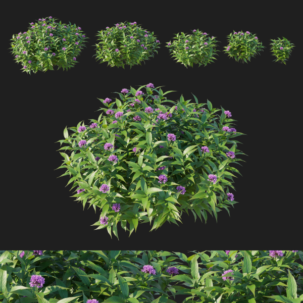 Pentas Lanceolata Bush