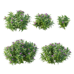Pentas Lanceolata Bush