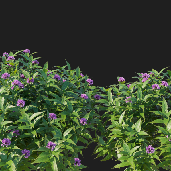 Pentas Lanceolata Bush