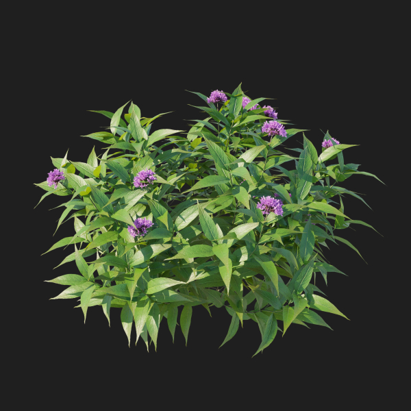 Pentas Lanceolata Bush