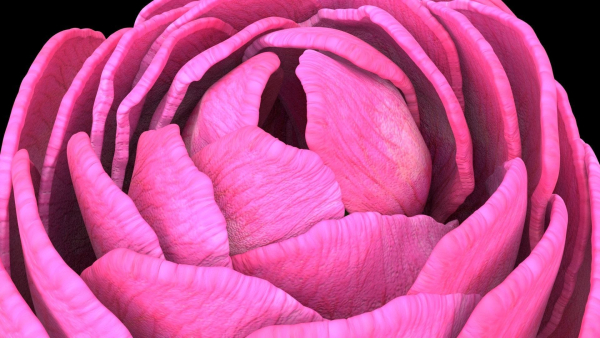 Peon bud 3d-print ready