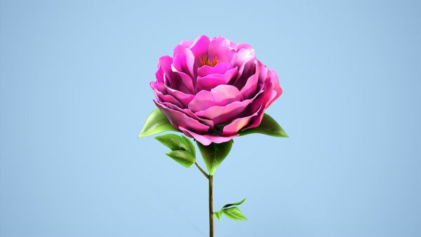 Peony flower