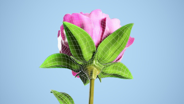 Peony flower