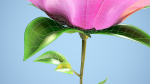 Peony flower
