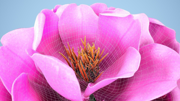 Peony flower