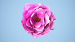 Peony flower
