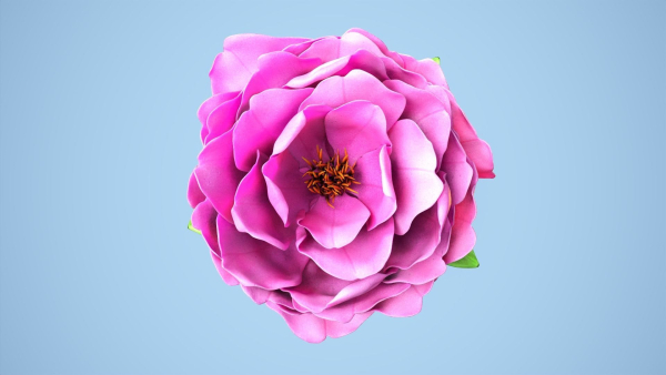 Peony flower