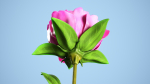 Peony flower