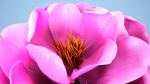 Peony flower