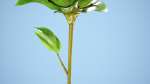 Peony flower