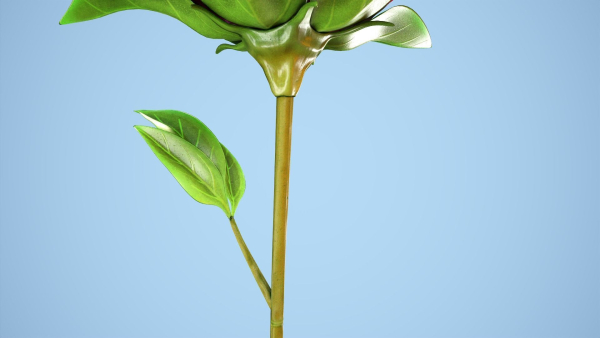 Peony flower
