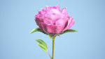 Peony flower