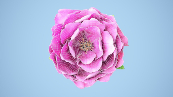 Peony flower
