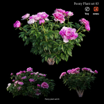 Peony plant