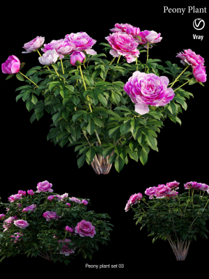 peony-plant-3d-model-48a8322df9