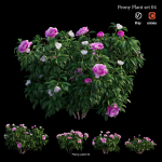 Peony plant