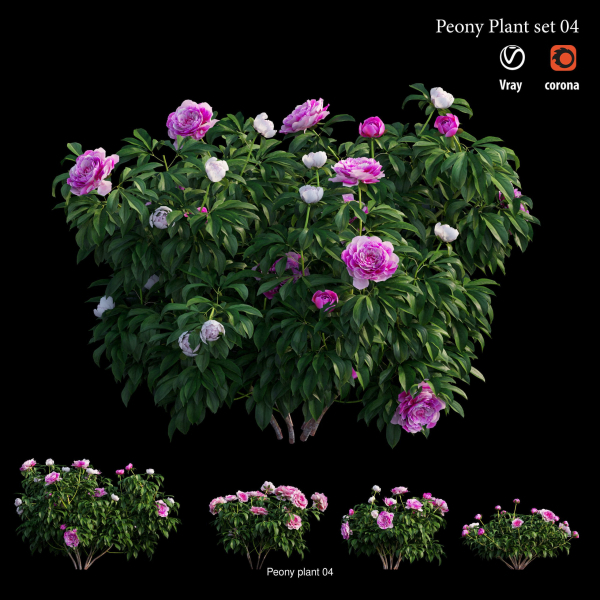 Peony plant