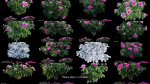 Peony plant