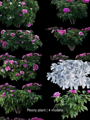 Peony plant