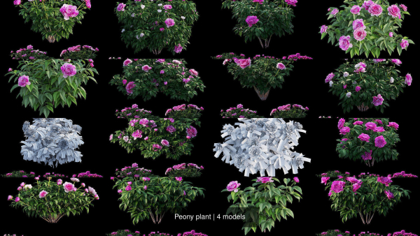 Peony plant