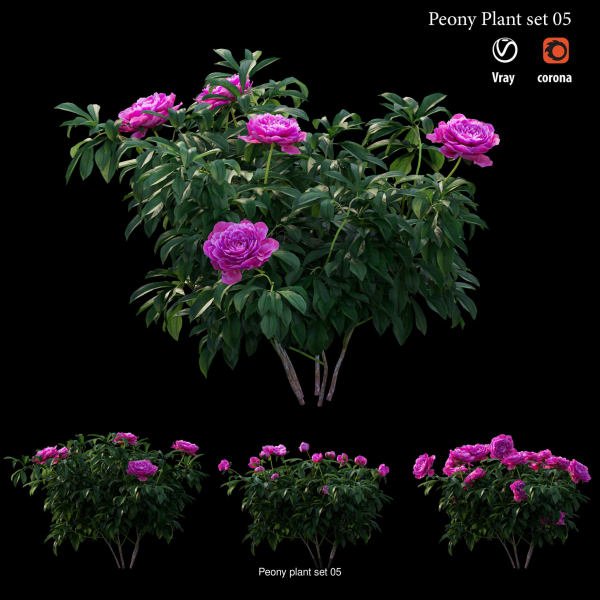 Peony plant