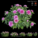 Peony plant