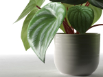 Peperomia Argyreia in Pot