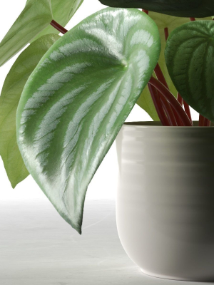 peperomia-argyreia-in-pot-3d-model-7058ce4ee4