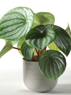 Peperomia Argyreia in Pot