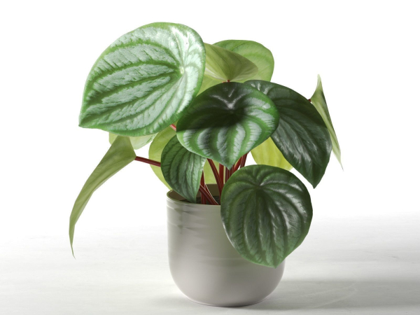 Peperomia Argyreia in Pot
