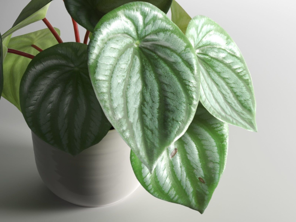 Peperomia Argyreia in Pot