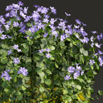 Periwinkle flowering plants vol 185