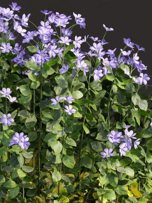 periwinkle-flowering-plants-vol-185-3d-model-1117a06aee