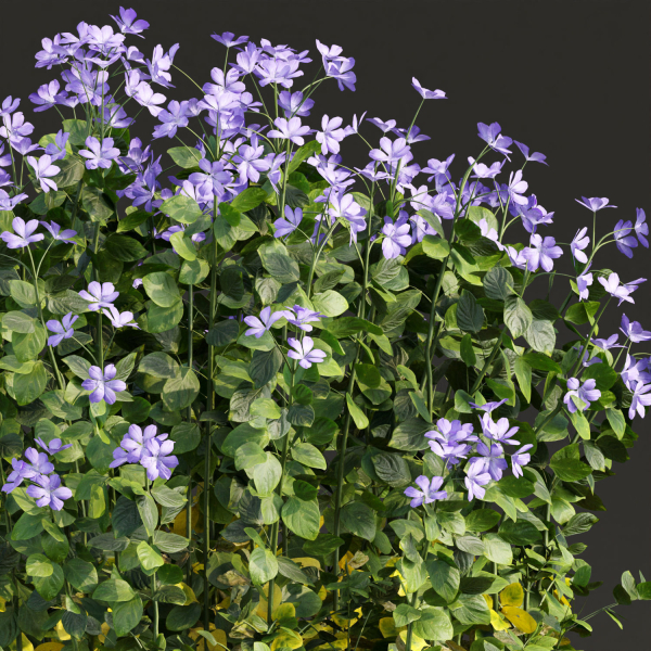Periwinkle flowering plants vol 185
