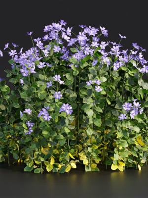 Periwinkle flowering plants vol 185