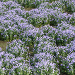 Periwinkle flowering plants vol 185