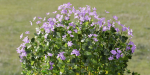 Periwinkle flowering plants vol 185-Blender