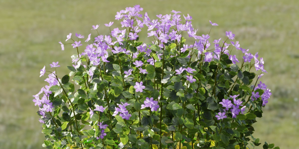 Periwinkle flowering plants vol 185-Blender