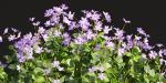 Periwinkle flowering plants vol 185-Blender