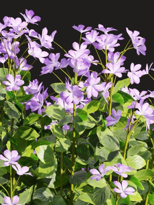 periwinkle-flowering-plants-vol-185-blender-3d-model-6cb4aa461e