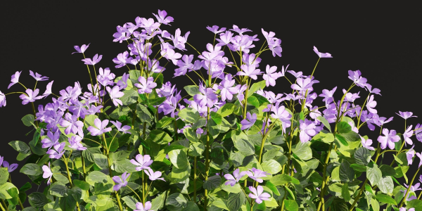 Periwinkle flowering plants vol 185-Blender