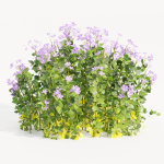 Periwinkle flowering plants vol 185-Blender