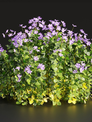 Periwinkle flowering plants vol 185-Blender