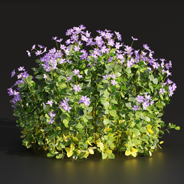 Periwinkle flowering plants vol 185-Blender
