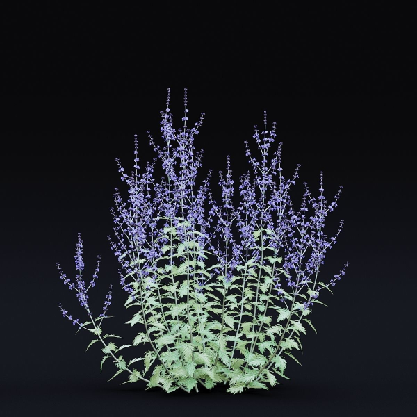 Perovskia atriplicifolia flower