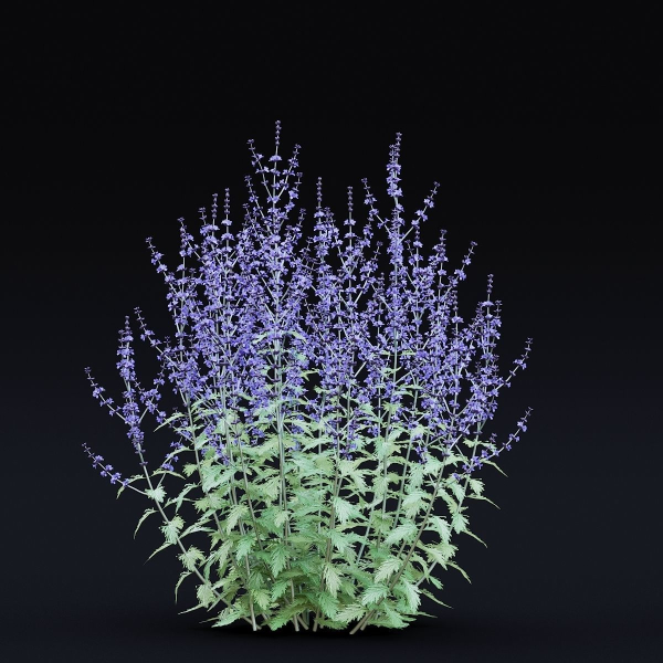Perovskia atriplicifolia flower