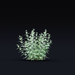 Perovskia atriplicifolia flower