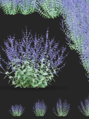 Perovskia atriplicifolia flower