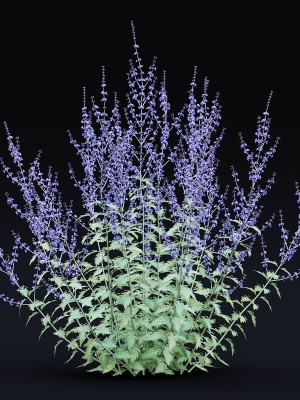 perovskia-atriplicifolia-flower-3d-model-b5159ece50
